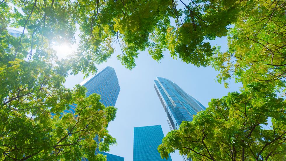 View looking up at trees, buildings and sky